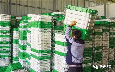 菜園子里種出幸?；?新野縣施庵鎮農產品蔬菜基地