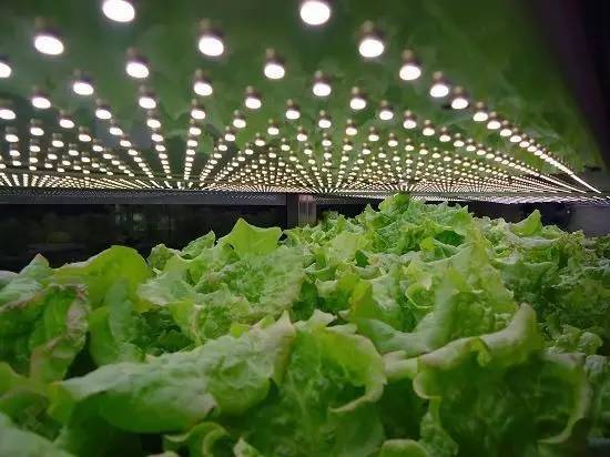 食品安全、植物工廠機械化與中藥健康、農(nóng)業(yè)休閑的融合——藥最網(wǎng)農(nóng)業(yè)開發(fā)新視角